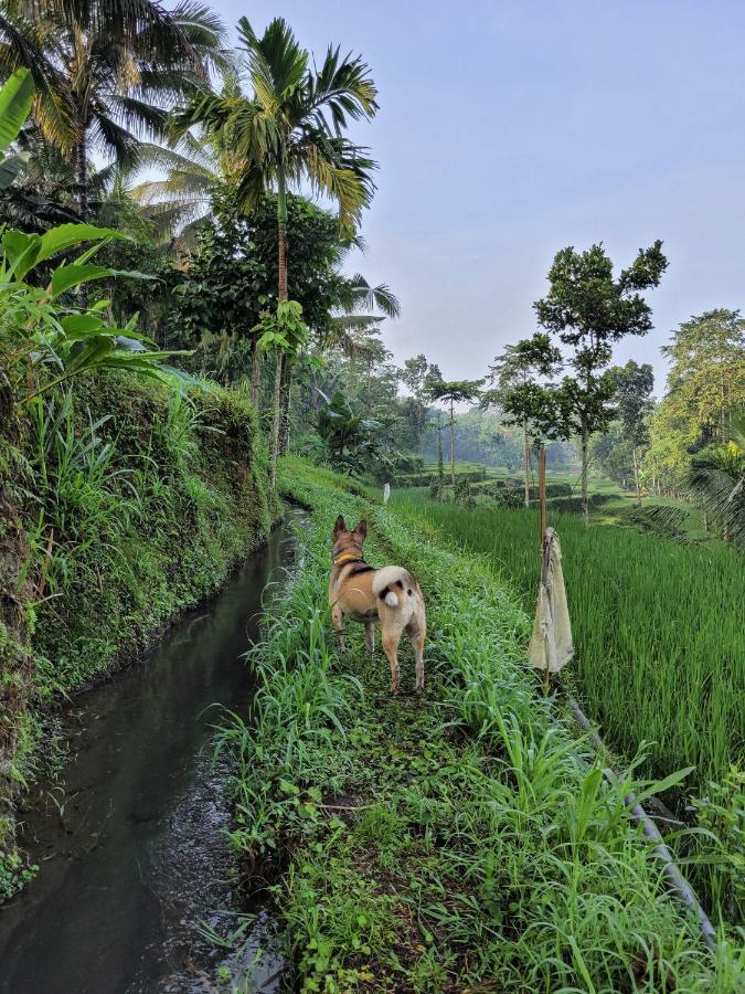 Отель Les Rizieres Lombok - Тетебату Экстерьер фото